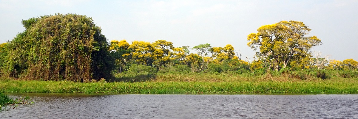 BRAZÍLIA A Pantanal varázslatos mocsarai