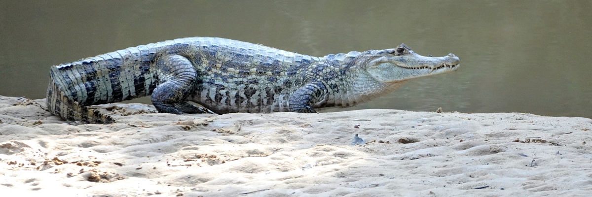 KOLUMBIA Los Llanos szafari és fotótúra